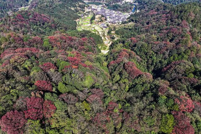 彩叶 山林 彩妆 初冬 冬景