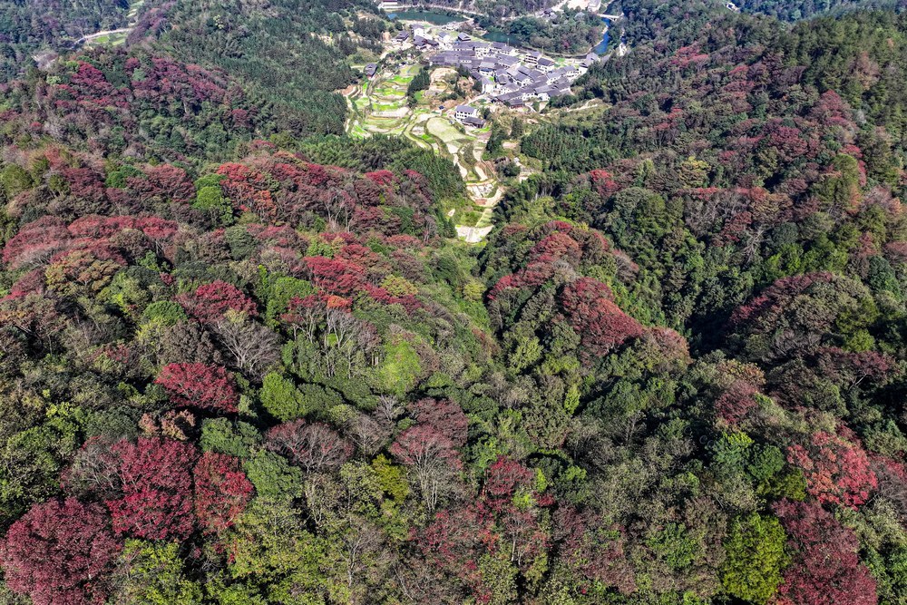 彩叶 山林 彩妆 初冬 冬景