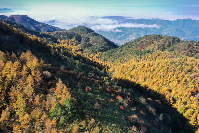 湖南，龙山，初冬，景色，落叶松，满山，金黄，云海