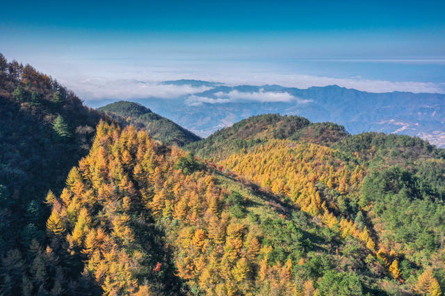 湖南，龙山，初冬，景色，落叶松，满山，金黄，云海