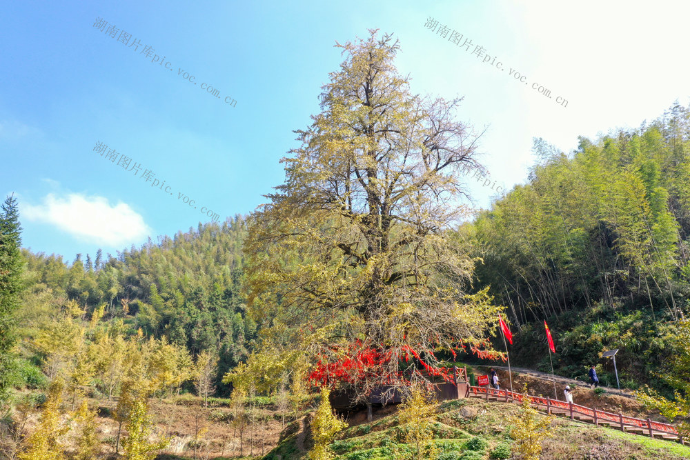 湖南 新田 千年银杏 引客来