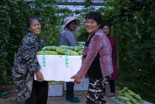 设施农业 有机蔬菜 丰收 农业 蔬菜