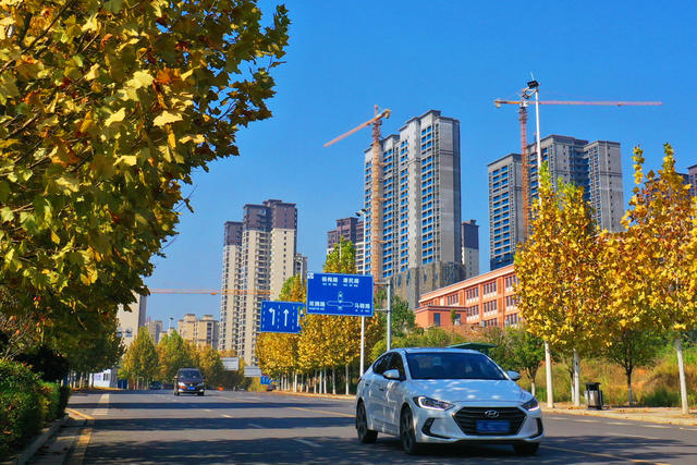 嘉禾：金黄树木  扮靓街道