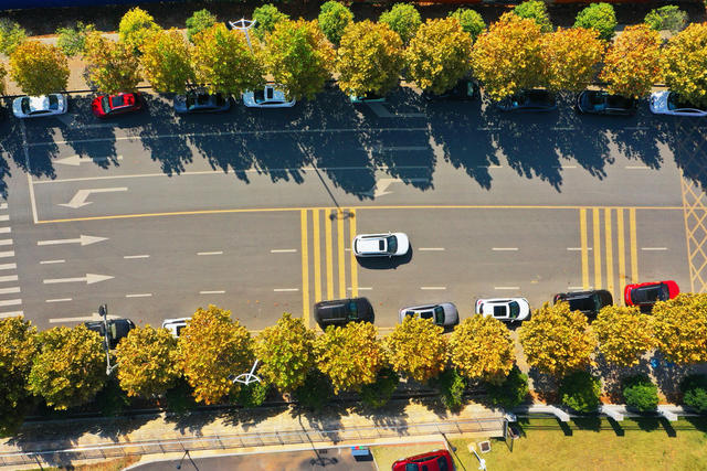 嘉禾：金黄树木  扮靓街道