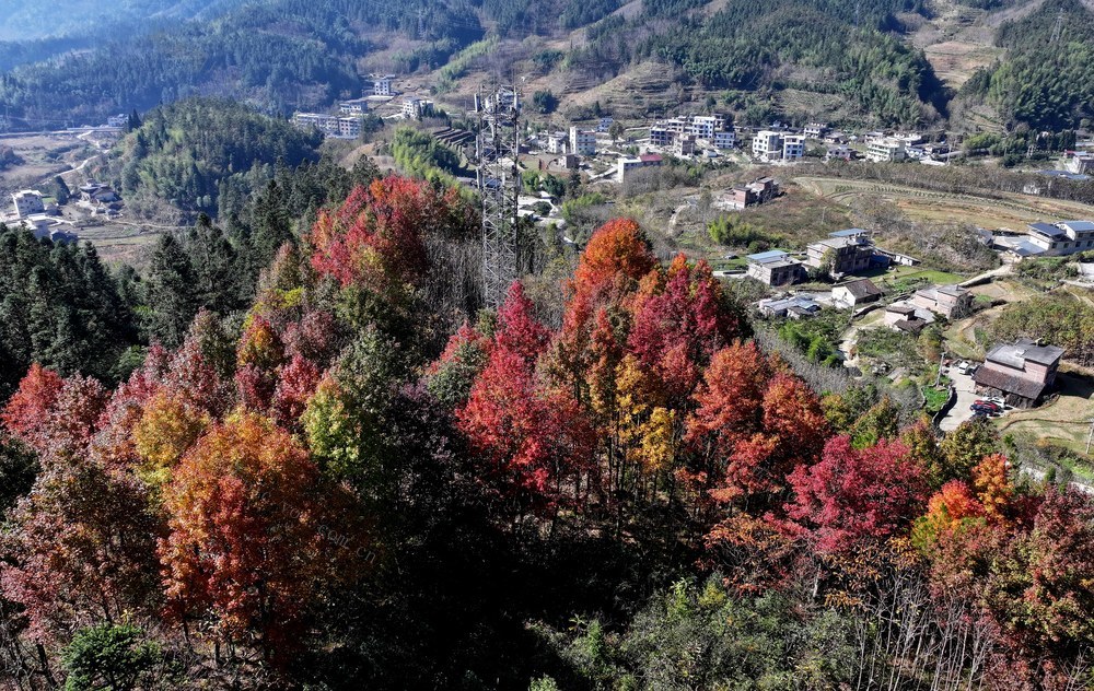 湖南桂东 初冬 秋里（村） 画 火红的枫叶 民舍