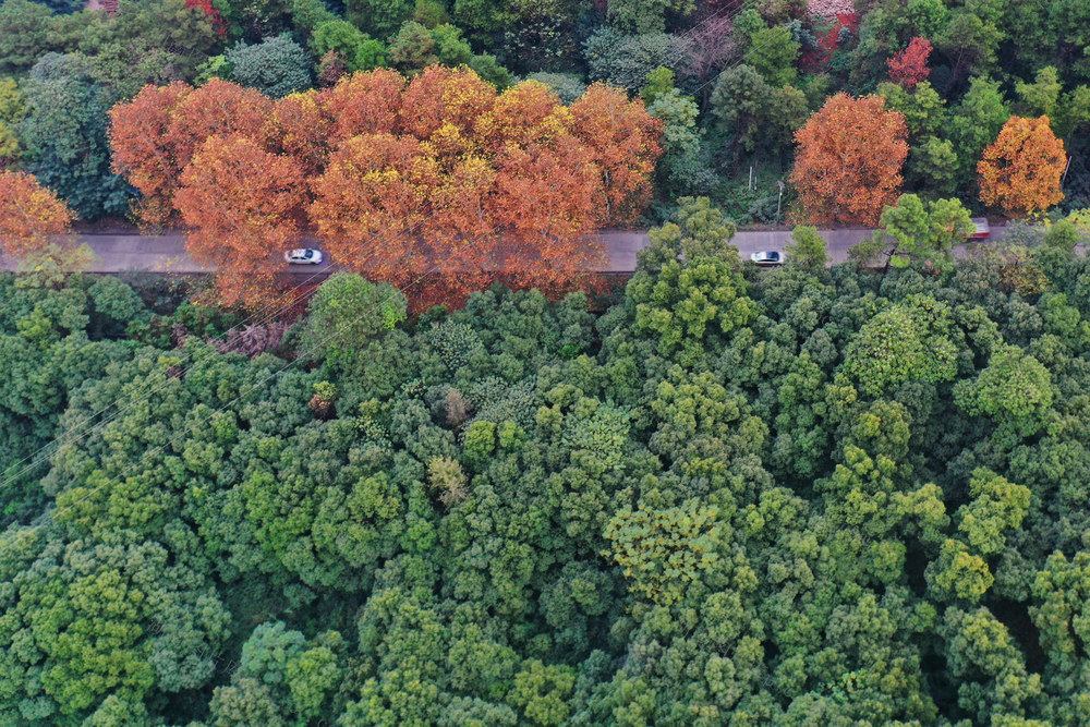 嘉禾：公路景色美 车在画中行