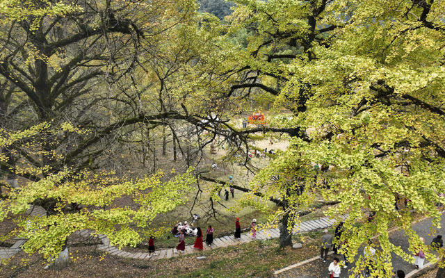 大美中国 冬景 初冬景色 银杏 银杏黄叶 古银杏林 休闲 旅游