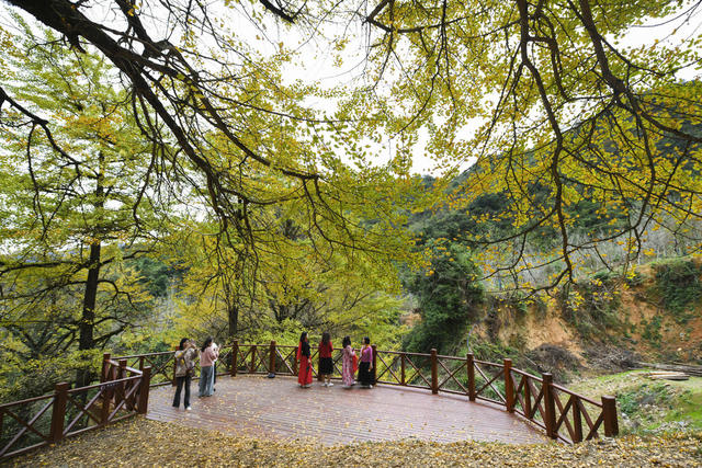 大美中国 冬景 初冬景色 银杏 银杏黄叶 古银杏林 休闲 旅游