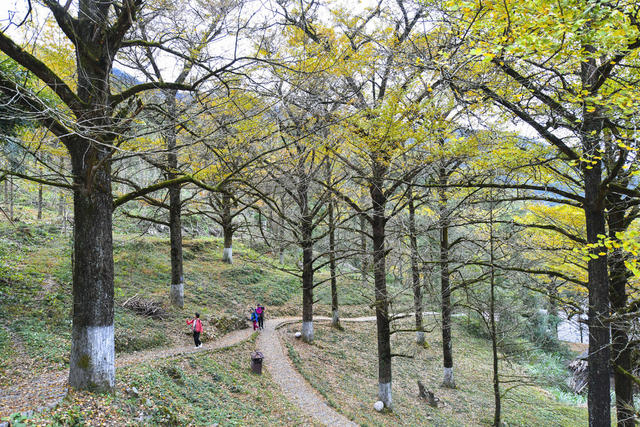 大美中国 冬景 初冬景色 银杏 银杏黄叶 古银杏林 休闲 旅游