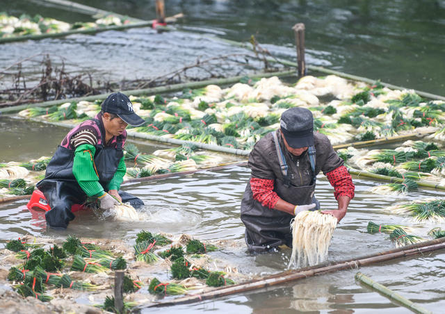 产业
藠头
道县
蔬菜