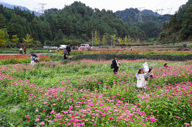 花海  游玩  旅游  观赏