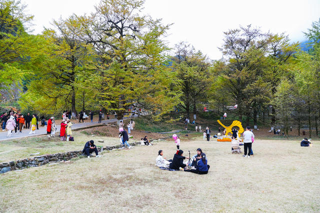 银杏  观赏  旅游  休闲