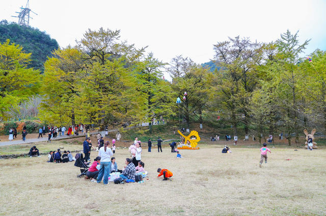 银杏  观赏  旅游  休闲