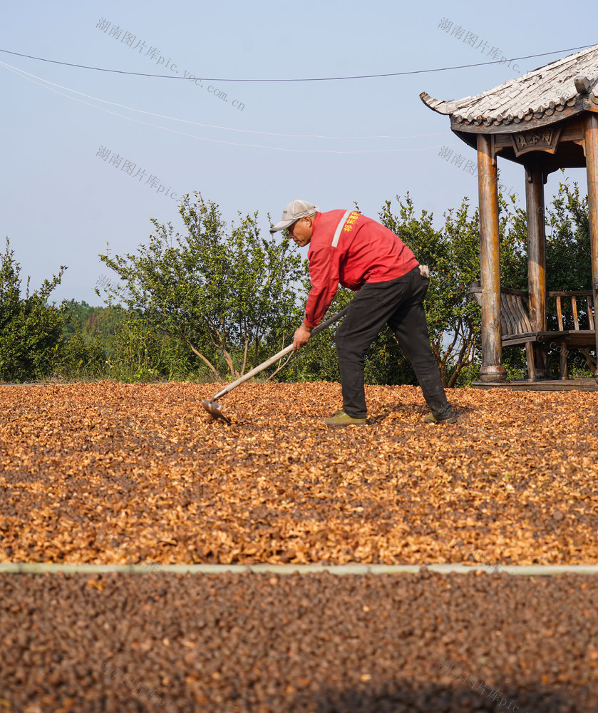 油茶  油茶果  丰收   采摘  晾晒  金秋