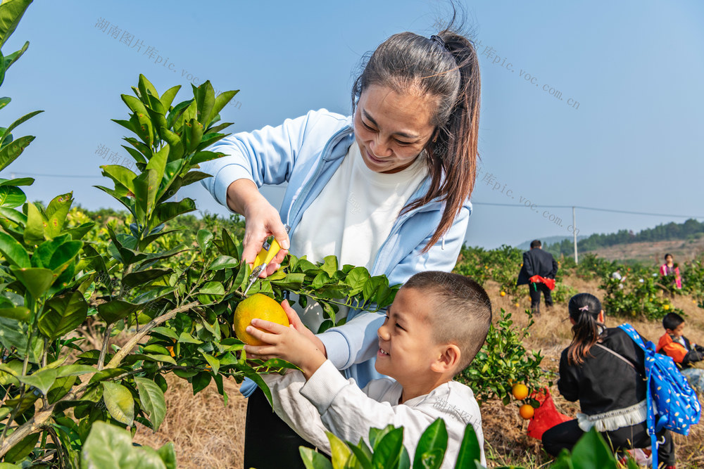 脐橙基地  采摘  亲子乐