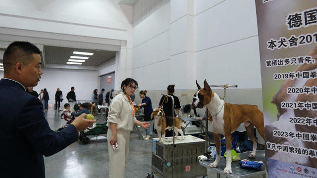 鸿威，世界宠物博览会