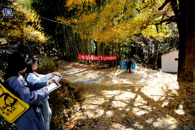 湖南桂东 银杏黄 写生 “黄金甲”