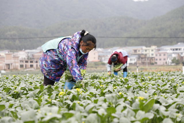 湖南 新田 蔬菜 丰收 菜篮子 保供 小雪