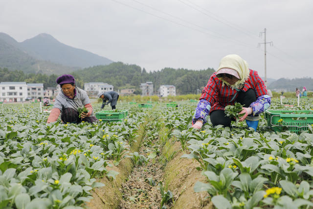 湖南 新田 蔬菜 丰收 菜篮子 保供 小雪