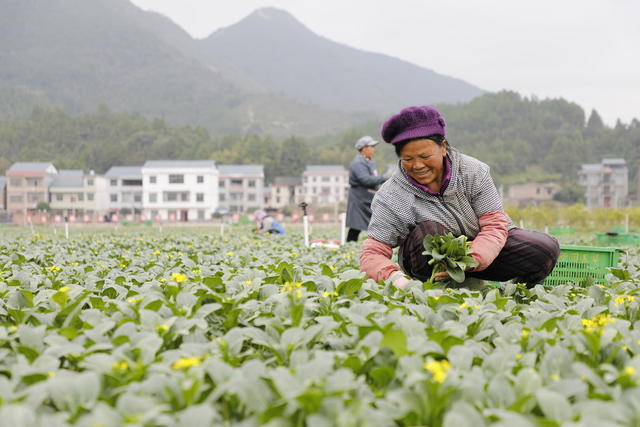湖南 新田 蔬菜 丰收 菜篮子 保供 小雪