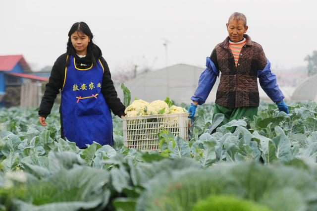 小雪 蔬菜 采收 市场