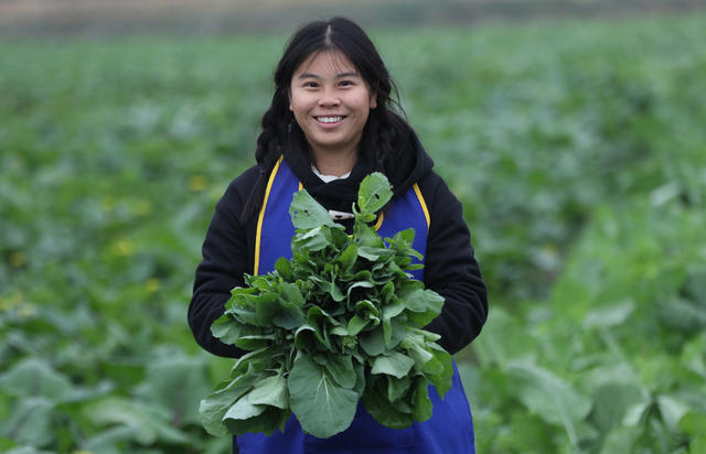小雪 蔬菜 采收 市场