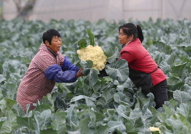 小雪 蔬菜 采收 市场