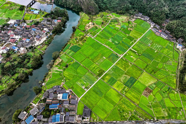 初冬 田园 乡村 绿  郁郁葱葱 农作物 农业 农村