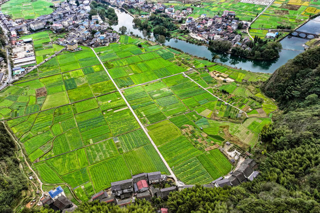 初冬 田园 乡村 绿  郁郁葱葱 农作物 农业 农村