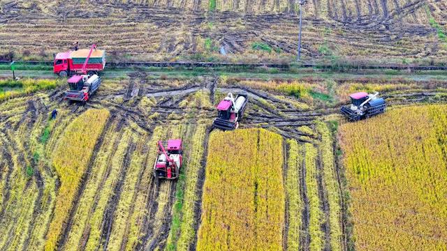 湖南  常宁  晚稻  抢收