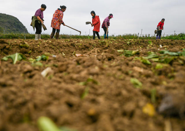 小雪
农事
道县