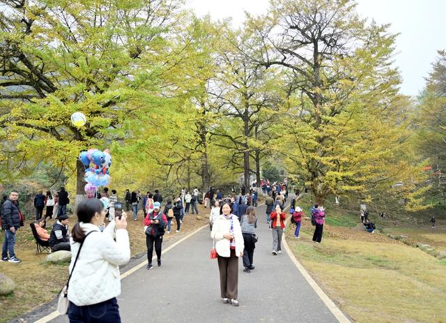 银杏叶黄迎客来