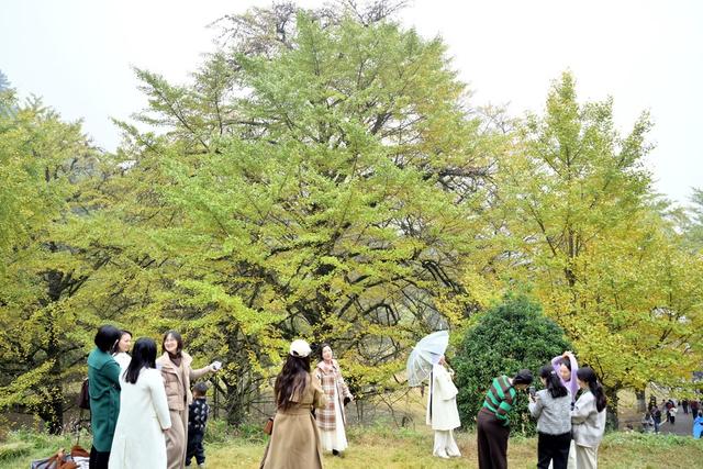 银杏叶黄迎客来