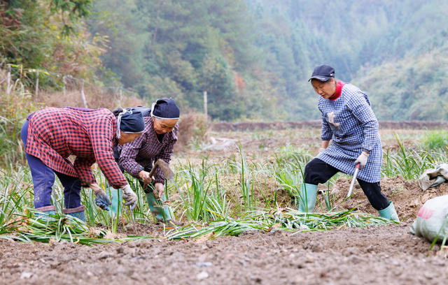 通道 中药材 增收