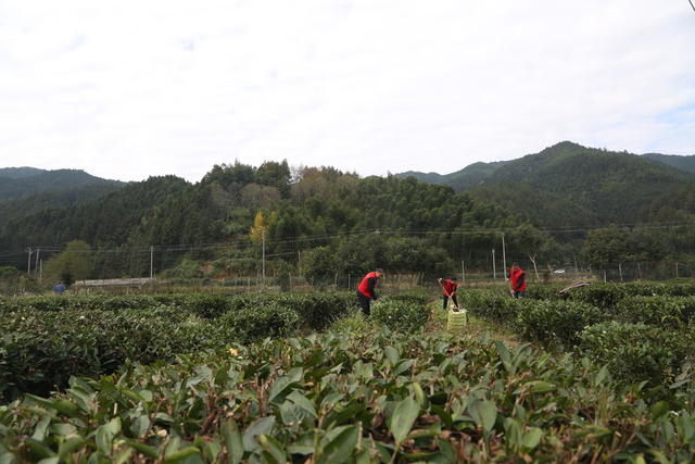 投稿