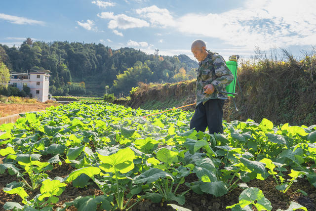 吉首市双塘街道双塘村  村民在抢抓晴好天气管护油菜  确保农田增效、农事增收