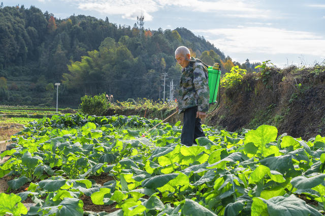 吉首市双塘街道双塘村  村民在抢抓晴好天气管护油菜  确保农田增效、农事增收