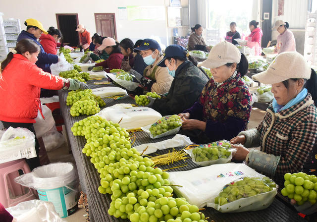 水果  葡萄  阳光玫瑰  反季节加工  