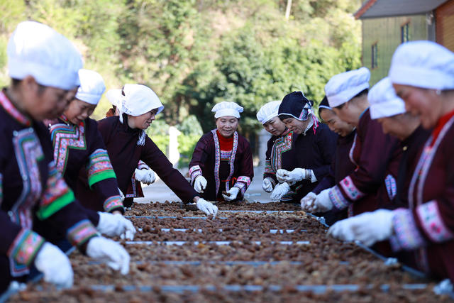 发展 市场 种植 加工 黄精产业 就业增收 助力 乡村振兴

