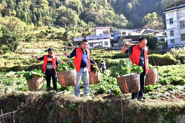 农业 订单 农民 集体 增收