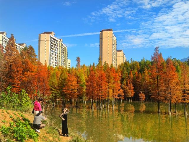 香杉湖初冬胜景