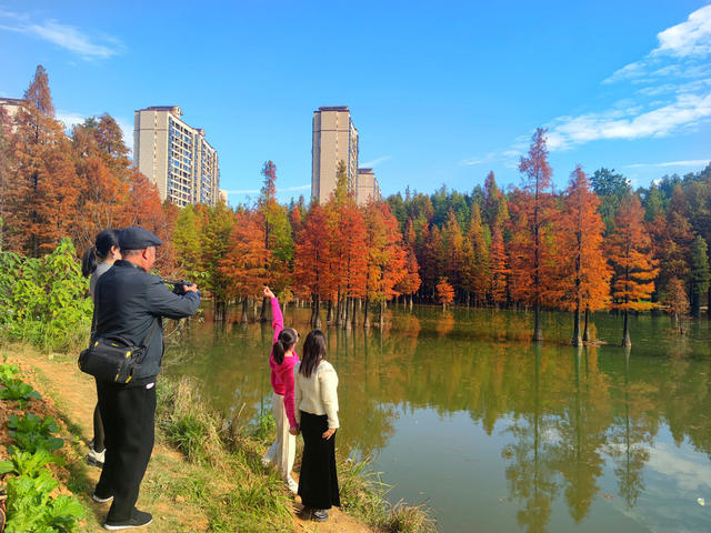 香杉湖初冬胜景