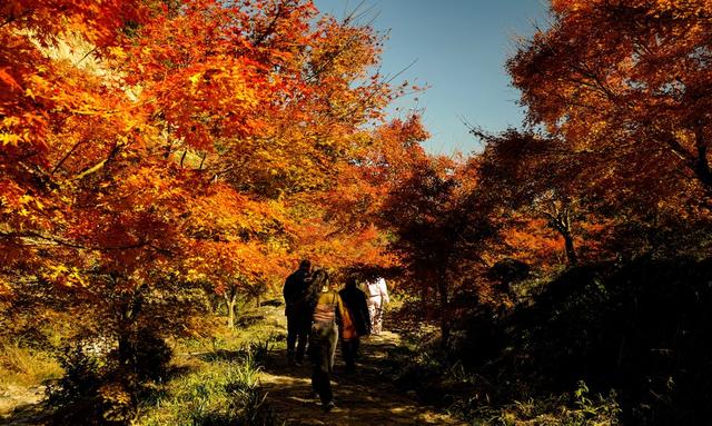 红枫、游客，风景如画