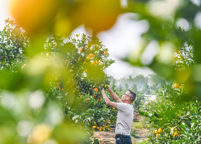 脐橙
道县
采收
