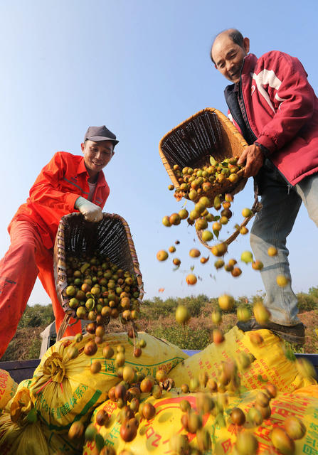 油茶 采摘 丰收 晾晒