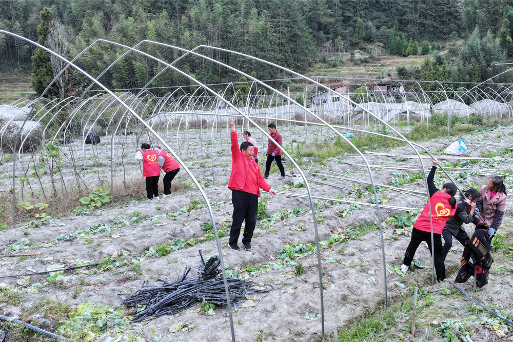 湖南桂东： 抓 晴暖天气 大棚  冬种 欣荣蔬菜