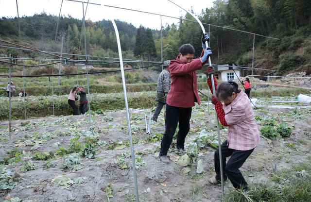 湖南桂东： 抓 晴暖天气 大棚  冬种 欣荣蔬菜