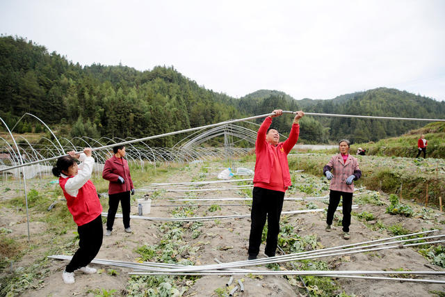 湖南桂东： 抓 晴暖天气 大棚  冬种 欣荣蔬菜