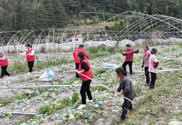湖南桂东： 抓 晴暖天气 大棚  冬种 欣荣蔬菜