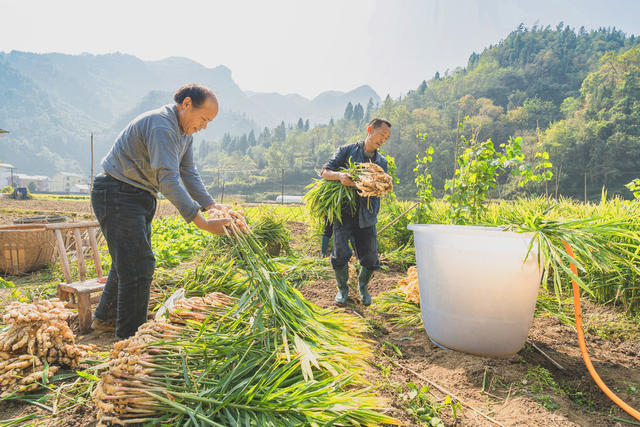 村民们在田间地头忙着采收生姜  因地制宜种植生姜等特色经济作物  当地重要的农业产业